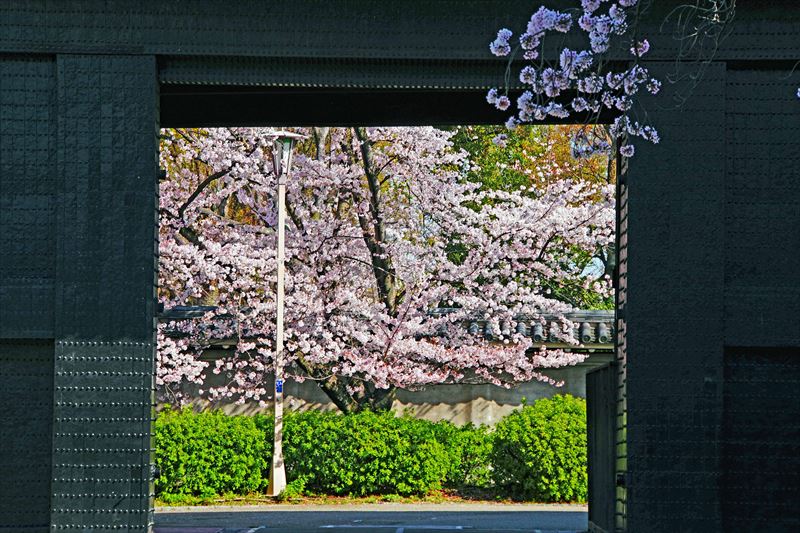 1027_大阪城_大阪