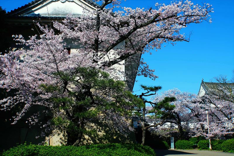 1028_大阪城_大阪