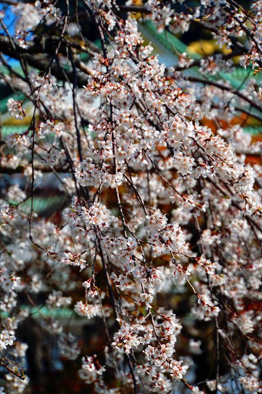 1030_大阪城_大阪