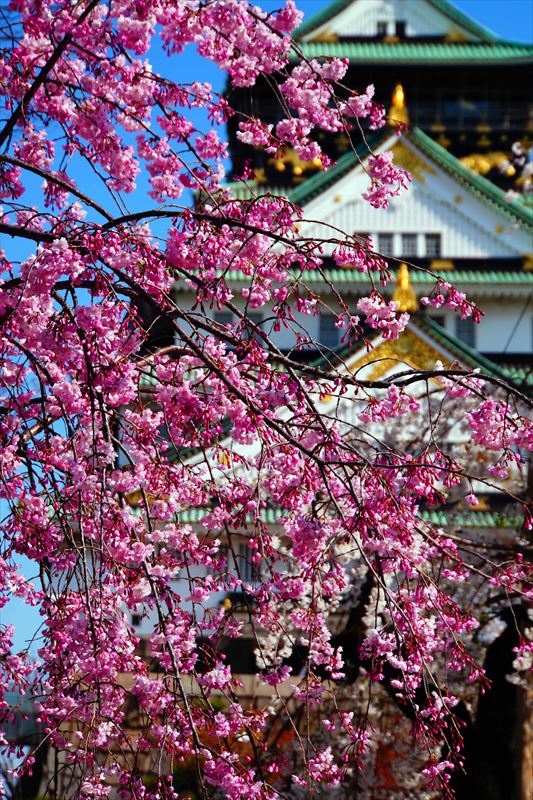 1031_大阪城_大阪