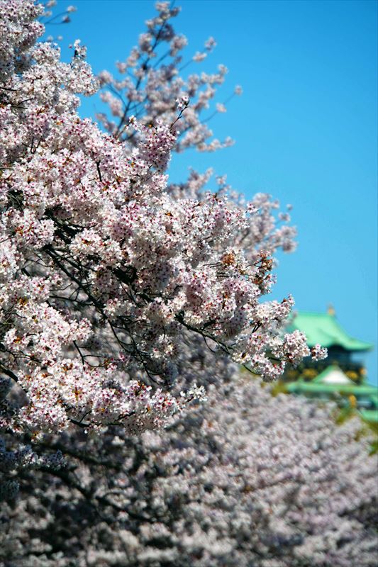 1033_大阪城_大阪