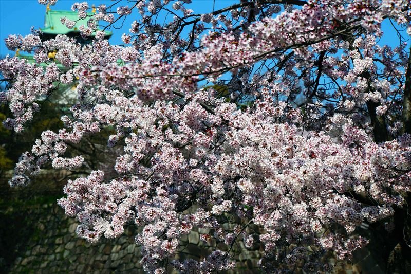 1035_大阪城_大阪