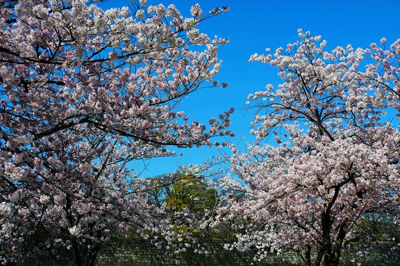 1037_大阪城_大阪