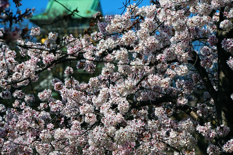 1038_大阪城_大阪