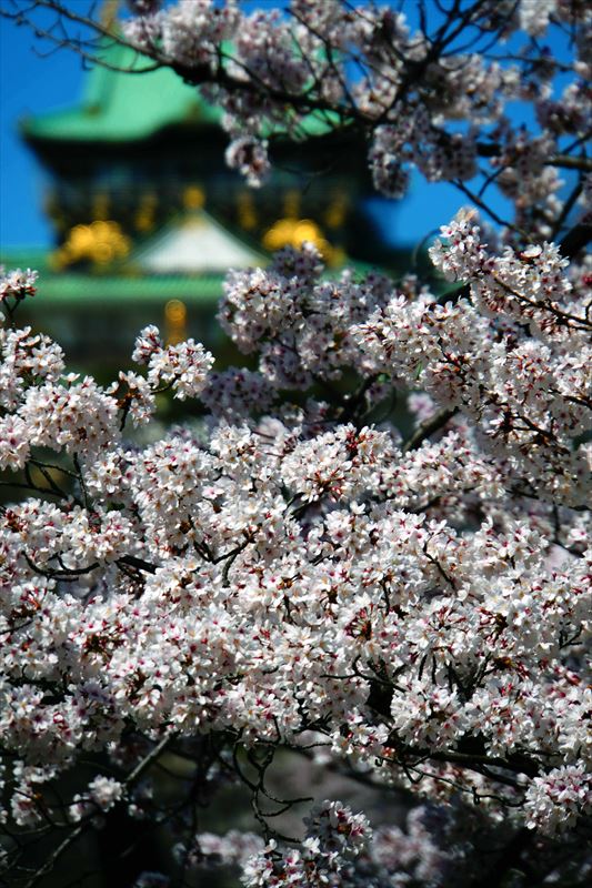 1040_大阪城_大阪