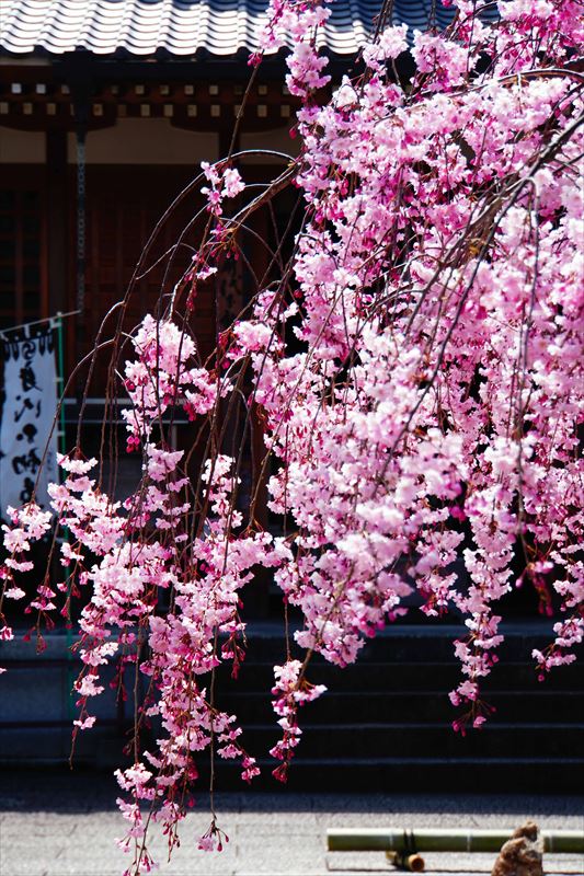 1111_洛中 法住寺_京都