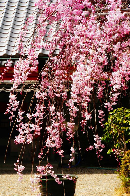 1112_洛中 法住寺_京都