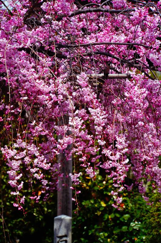 1114_洛中 法住寺_京都