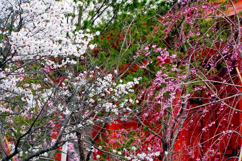 1203_洛中 蓮華王院三十三間堂_京都