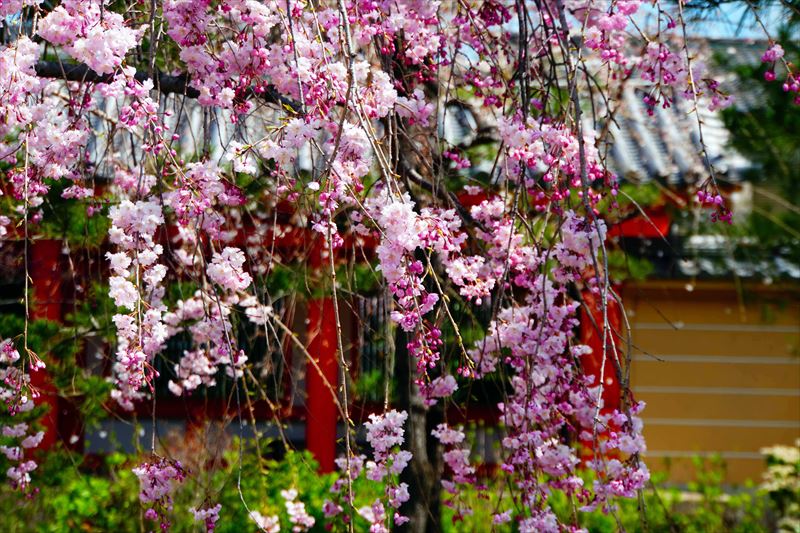 1215_洛中 蓮華王院三十三間堂_京都