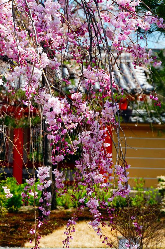 1216_洛中 蓮華王院三十三間堂_京都