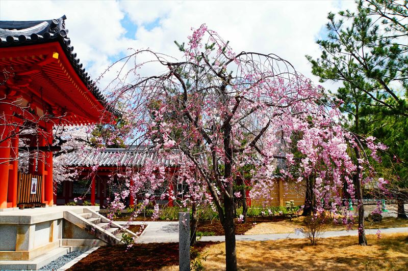 1217_洛中 蓮華王院三十三間堂_京都