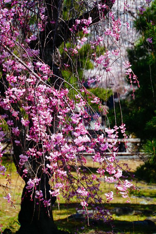 1116_洛中 智積院_京都