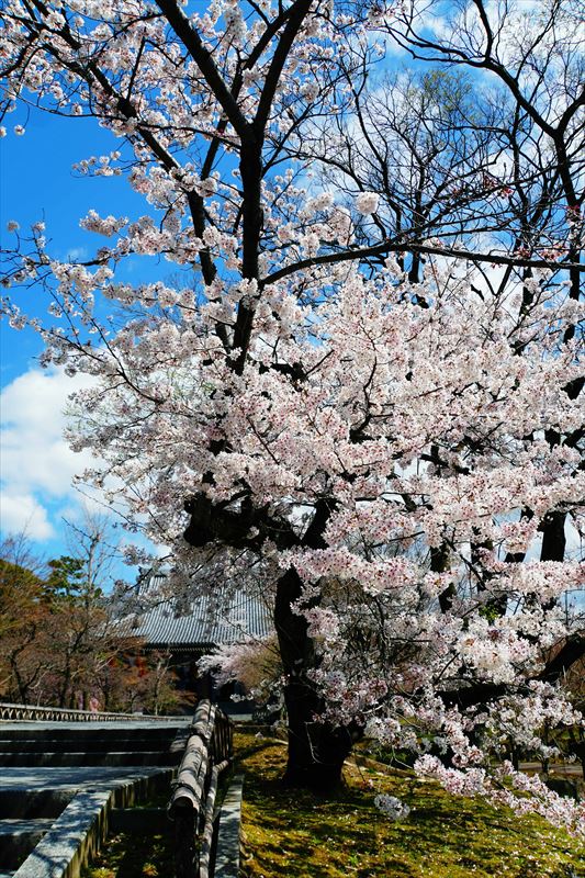 1118_洛中 智積院_京都