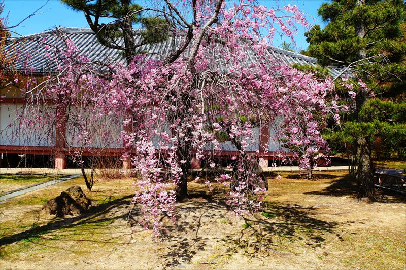 1120_洛中 智積院_京都