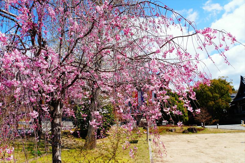 1122_洛中 智積院_京都