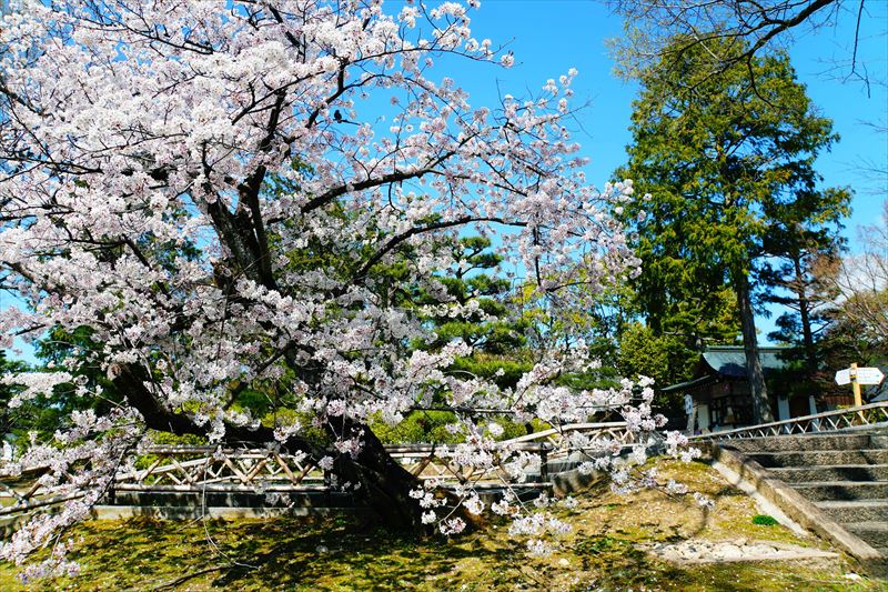 1124_洛中 智積院_京都