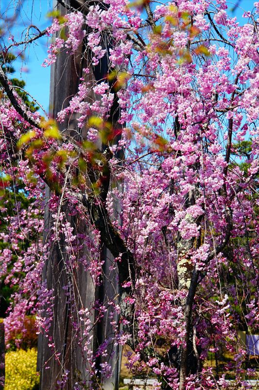 1125_洛中 智積院_京都