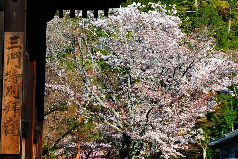 1051_洛東 南禅寺_京都