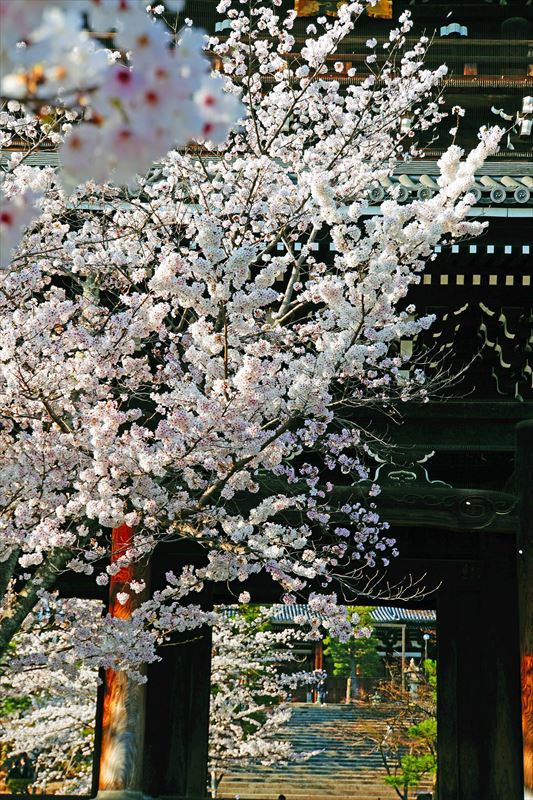 1004_洛中 金戒光明寺_京都