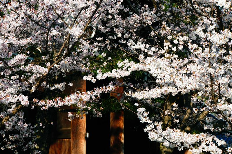 1006_洛中 金戒光明寺_京都