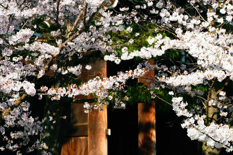 1007_洛中 金戒光明寺_京都