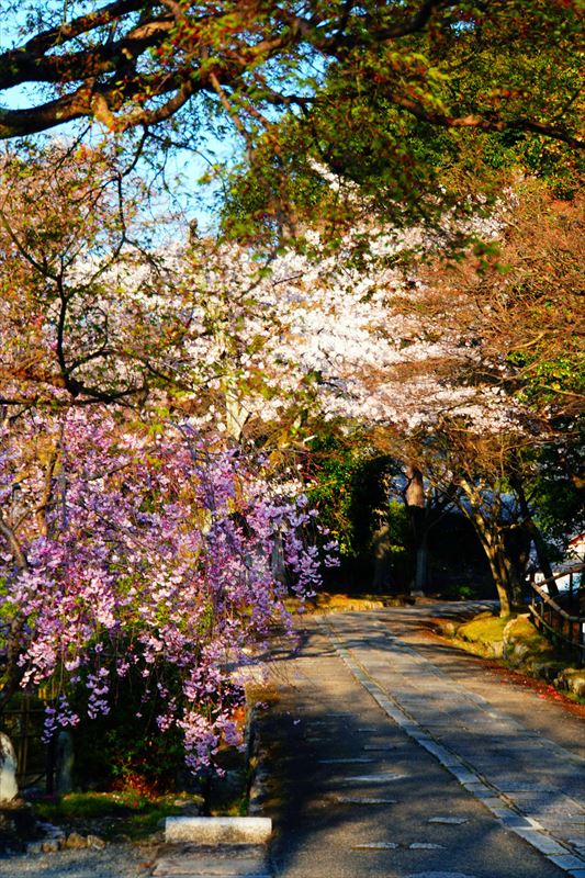 1007_洛東 真正極楽寺（真如堂）_京都