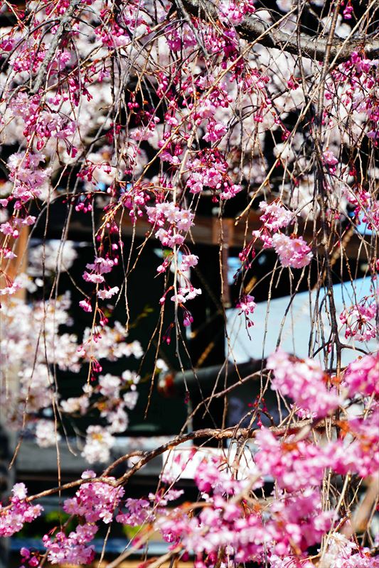 1062_洛中 妙顕寺_京都