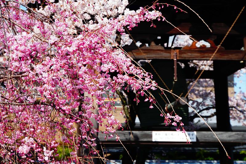 1063_洛中 妙顕寺_京都