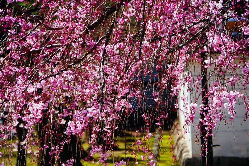 1064_洛中 妙顕寺_京都