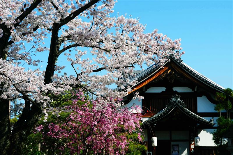 1066_洛中 妙顕寺_京都