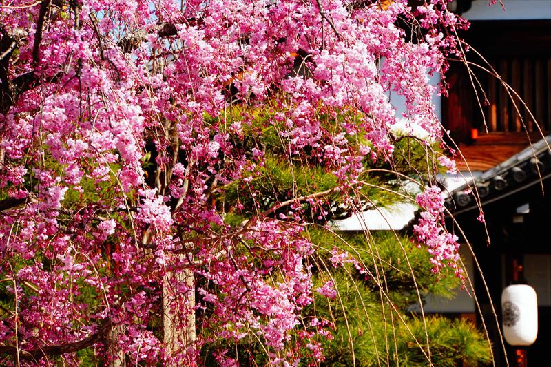 1067_洛中 妙顕寺_京都