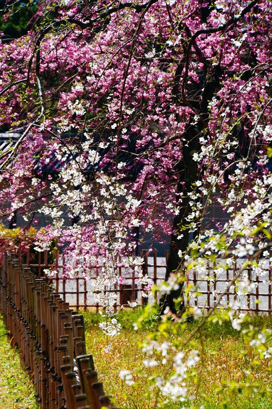 1023_洛中 京都御苑_京都