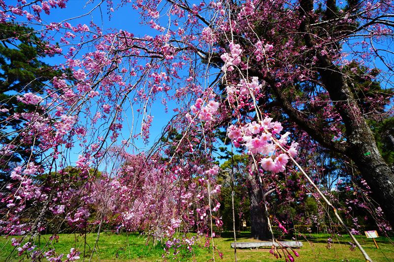 1026_洛中 京都御苑_京都