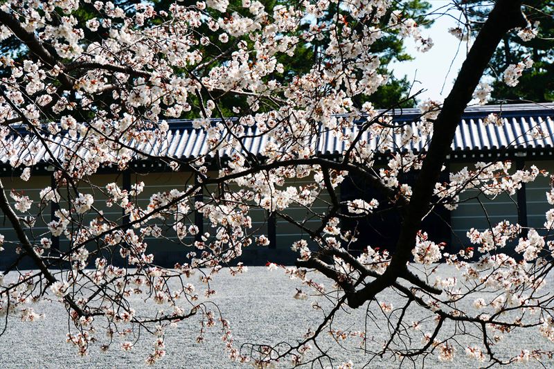 1027_洛中 京都御苑_京都