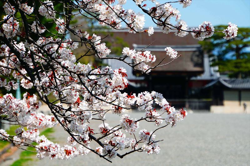 1031_洛中 京都御苑_京都