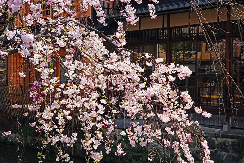 1074_洛東 祇園白川_京都