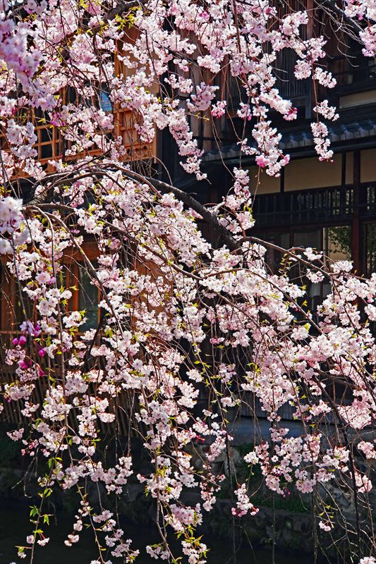 1075_洛東 祇園白川_京都