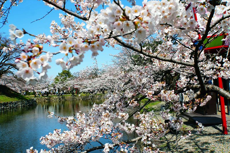 1040_8_彦根城_滋賀