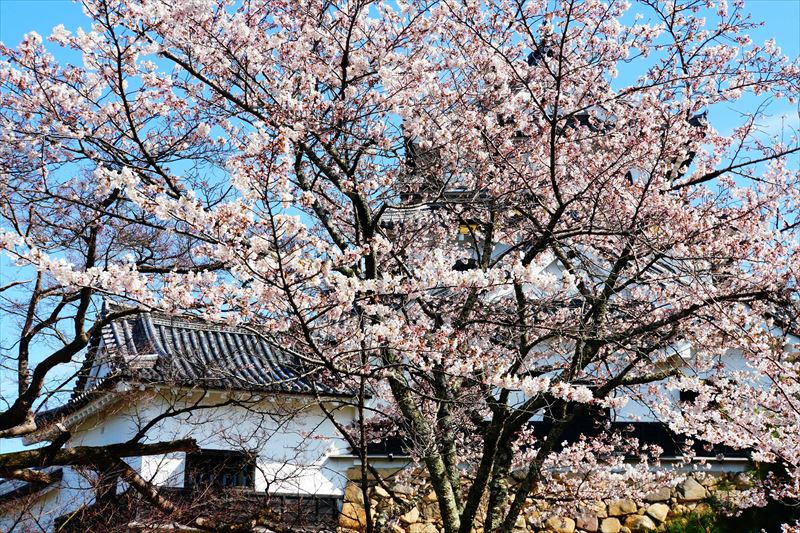 1045_8_彦根城_滋賀