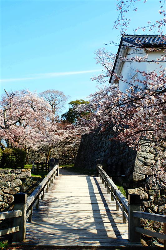 1048_8_彦根城_滋賀