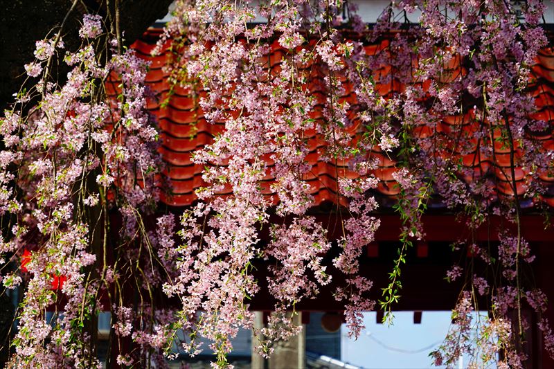 1004_白河市妙関寺_福島