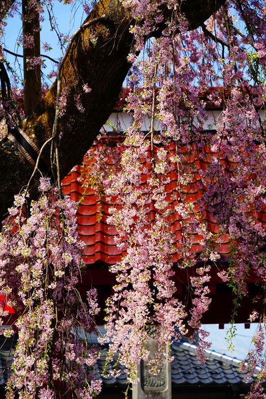 1006_白河市妙関寺_福島