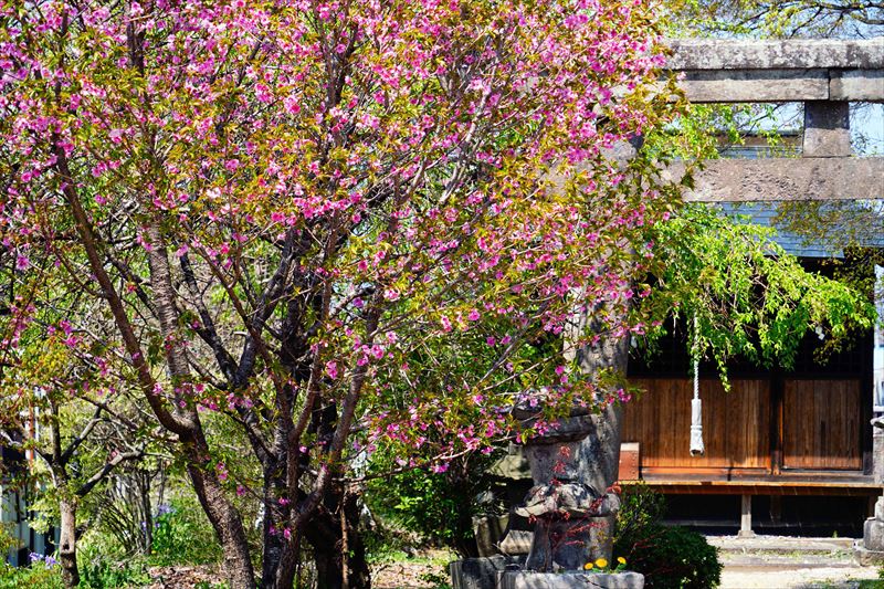 1002_白河市小峰八幡神社_福島