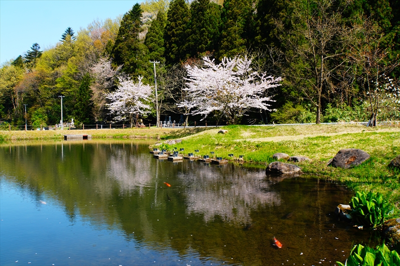 1001_桜公園_新潟