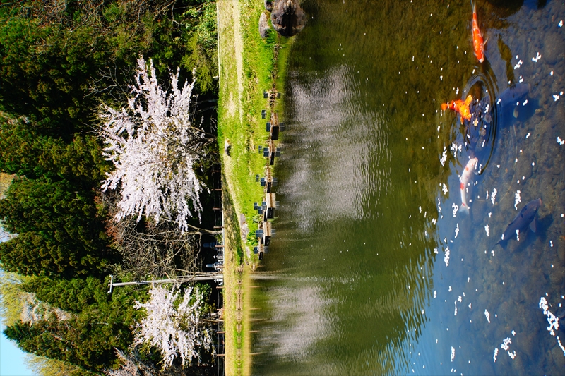 1002_桜公園_新潟