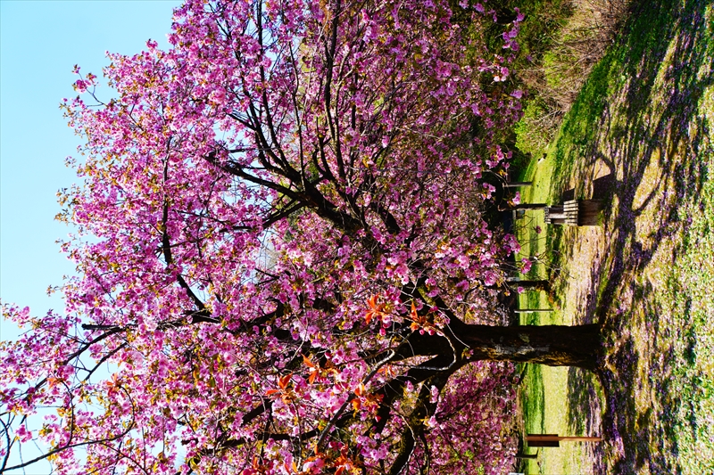 1003_桜公園_新潟