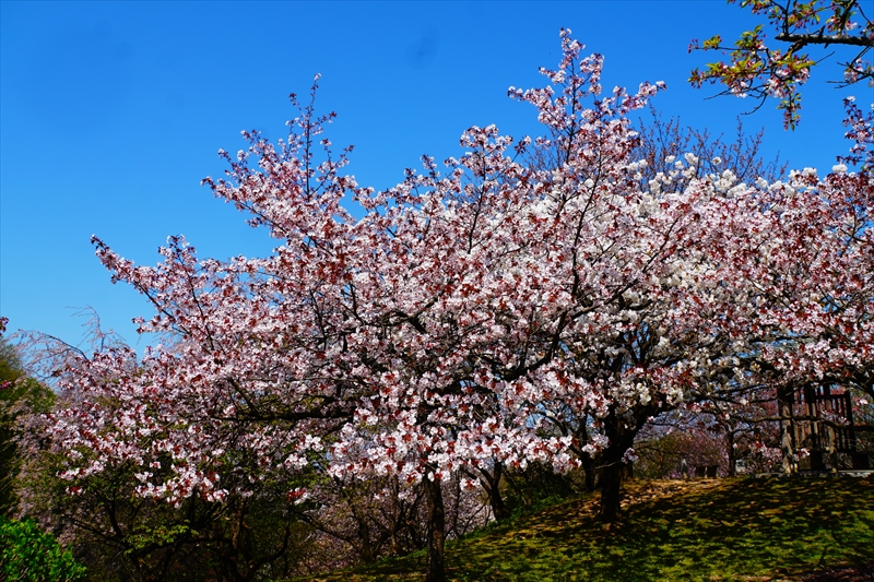 1004_桜公園_新潟