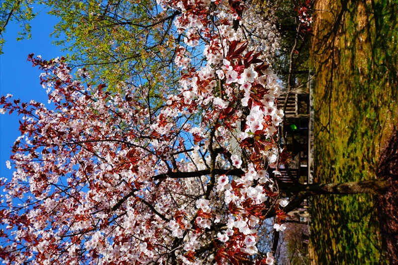 1005_桜公園_新潟