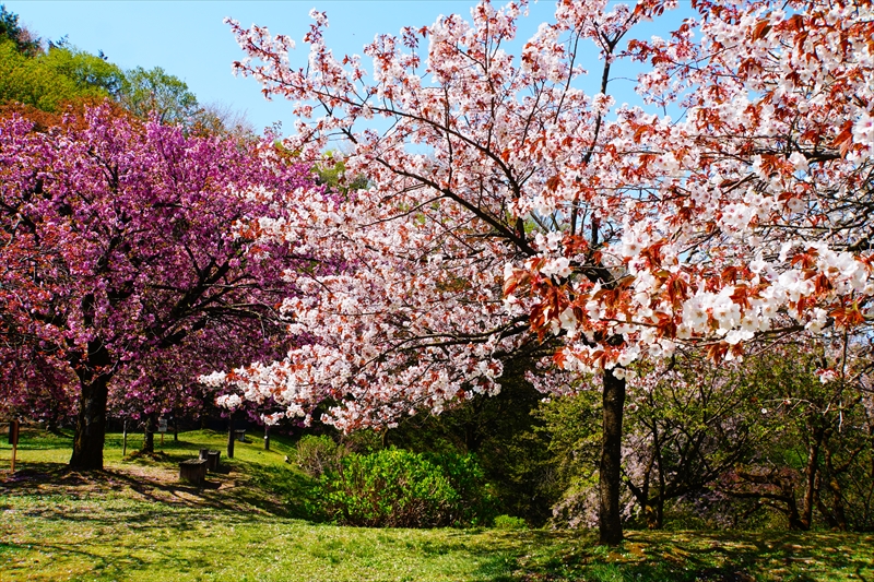 1006_桜公園_新潟